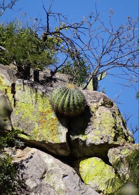 - Ferocactus Alamosanus