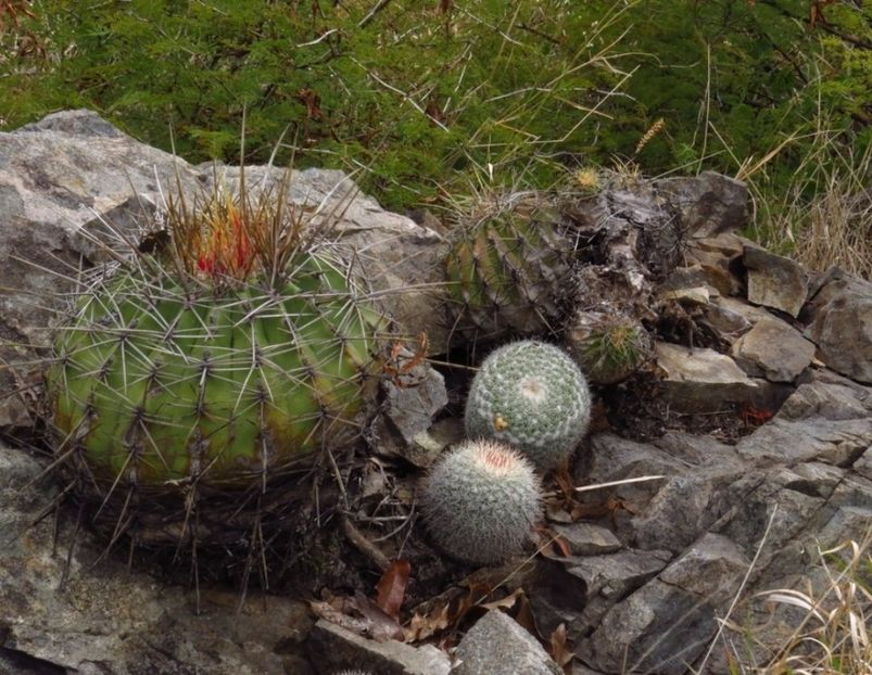  - Ferocactus Alamosanus
