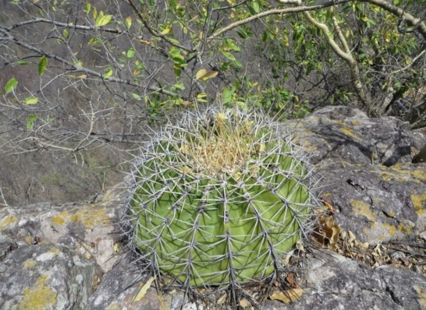  - Ferocactus Alamosanus