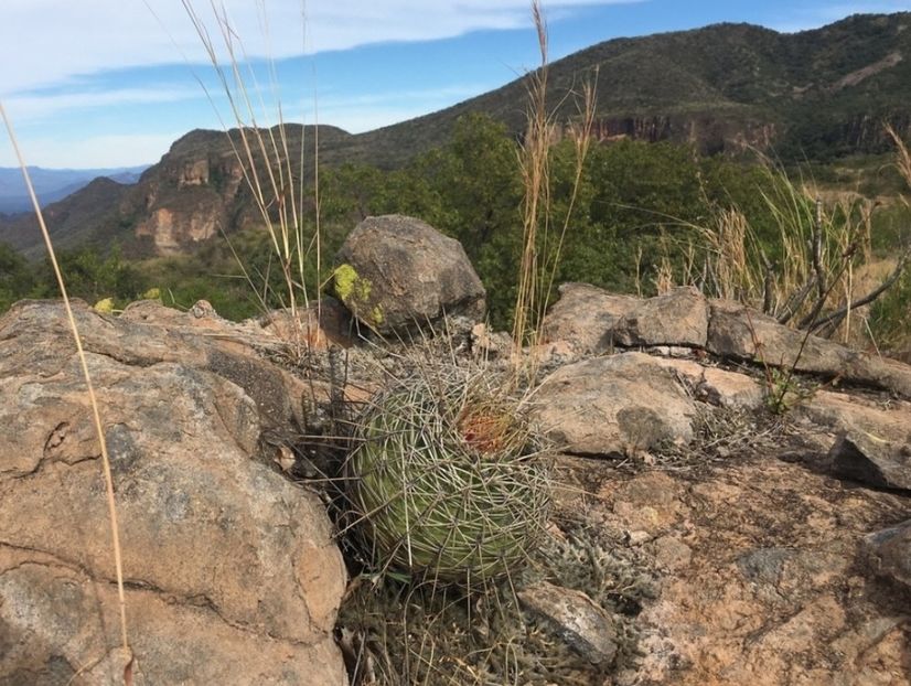  - Ferocactus Alamosanus