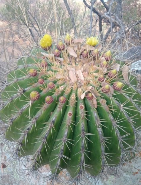  - Ferocactus Alamosanus