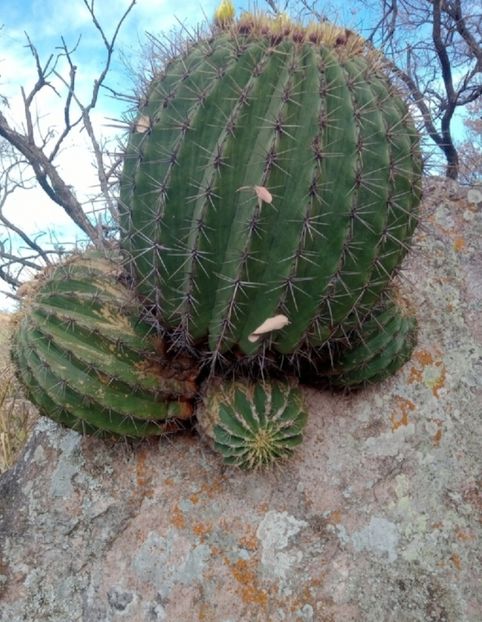  - Ferocactus Alamosanus