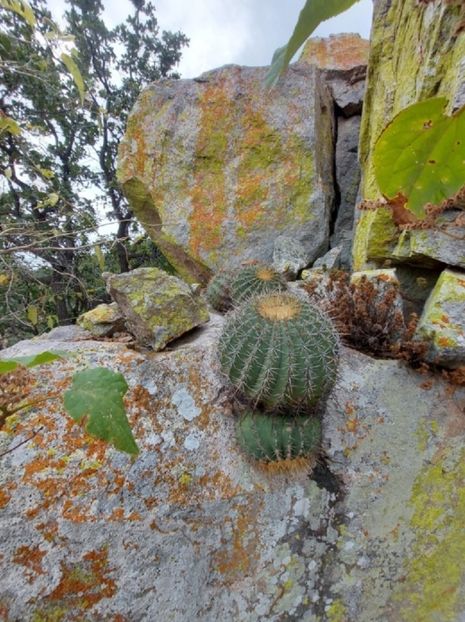  - Ferocactus Alamosanus