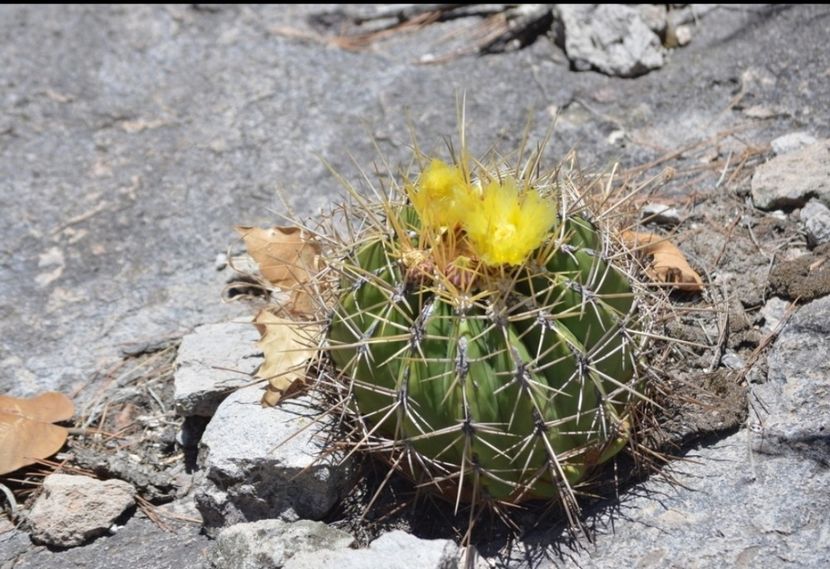  - Ferocactus Alamosanus