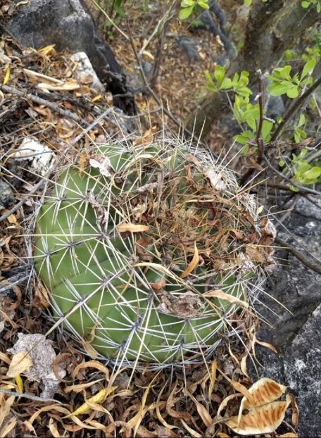  - Ferocactus Alamosanus