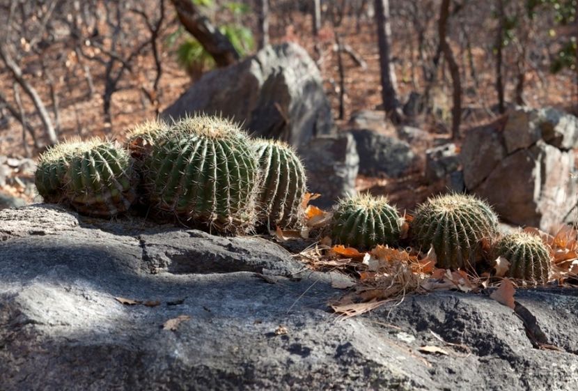  - Ferocactus Alamosanus