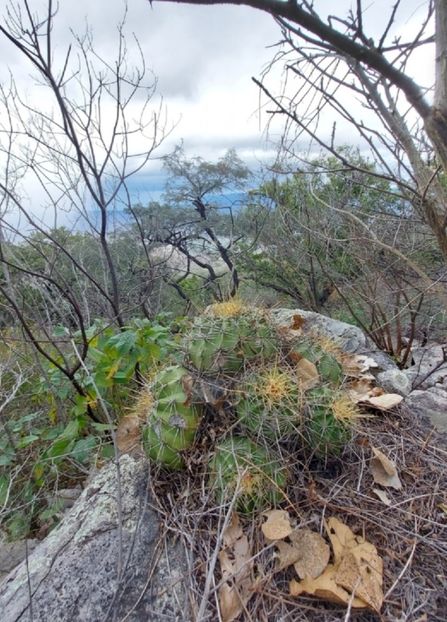  - Ferocactus Alamosanus