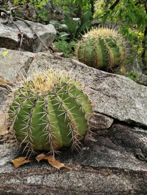  - Ferocactus Alamosanus