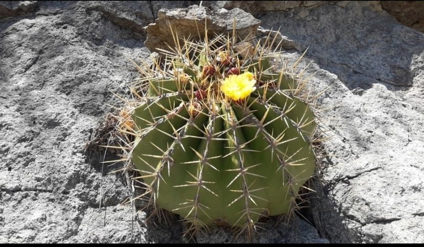  - Ferocactus Alamosanus