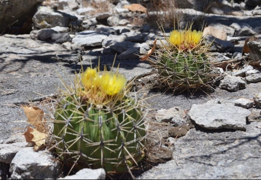  - Ferocactus Alamosanus