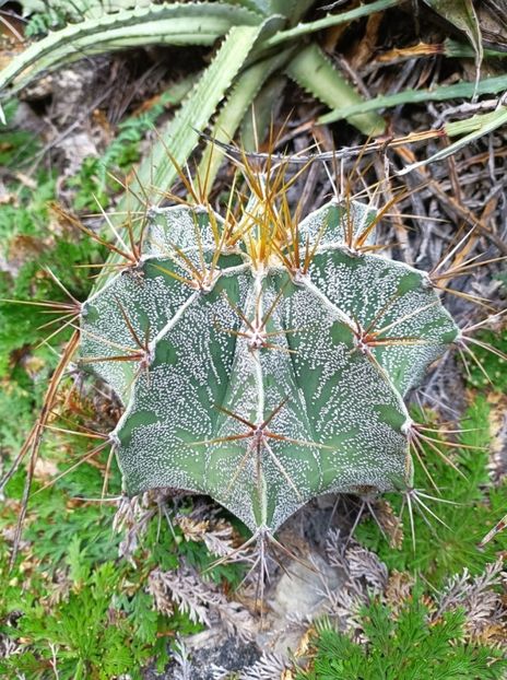  - Astrophytum Ornatum
