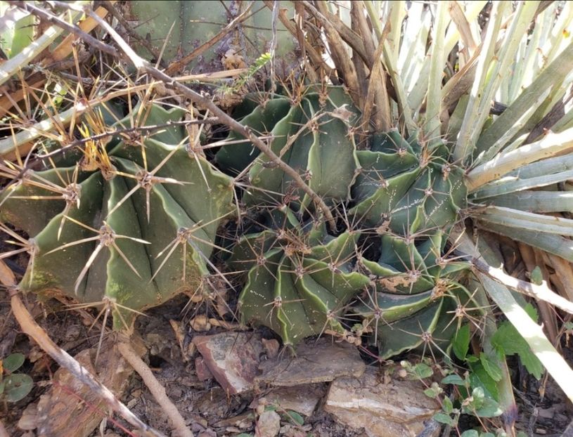  - Astrophytum Ornatum