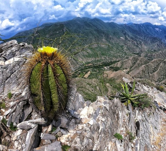  - Astrophytum Ornatum