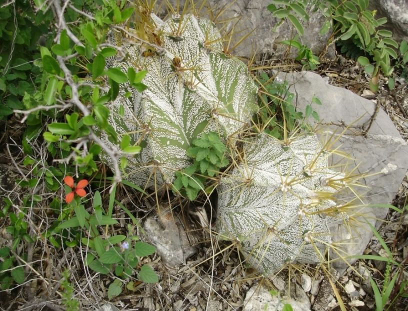  - Astrophytum Ornatum