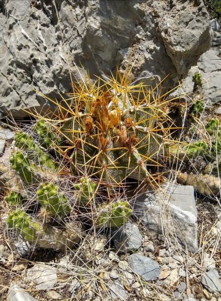  - Astrophytum Ornatum