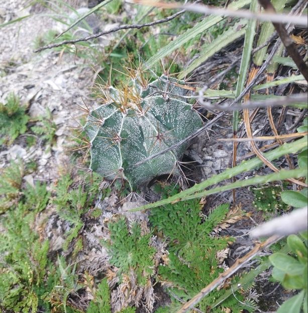 - Astrophytum Ornatum