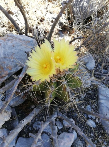  - Astrophytum Ornatum