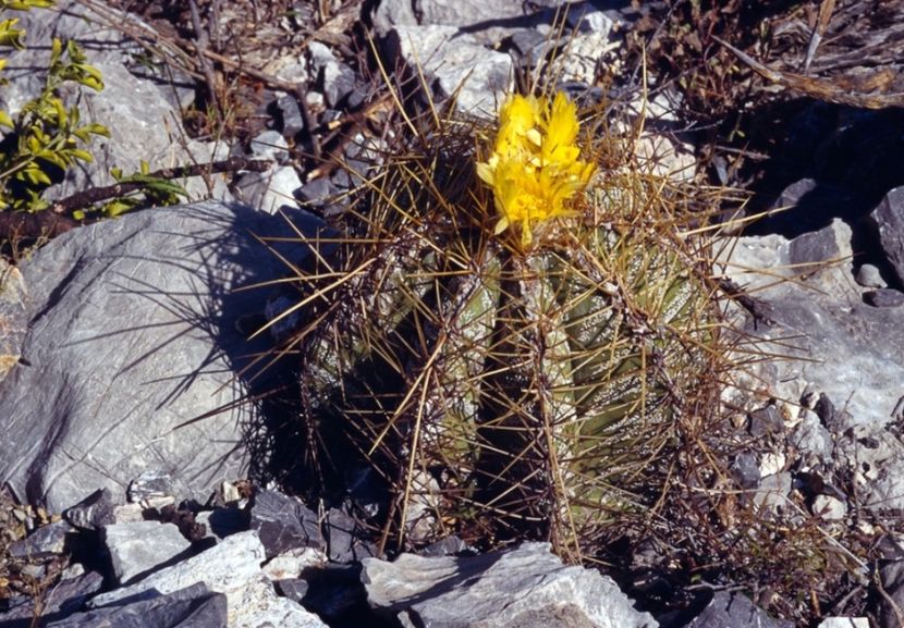  - Astrophytum Ornatum