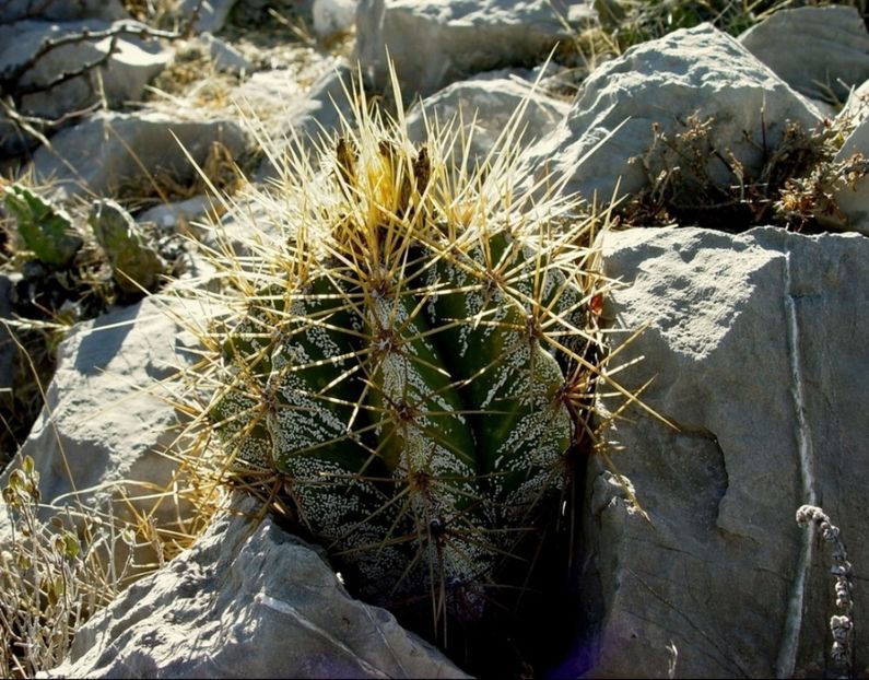  - Astrophytum Ornatum