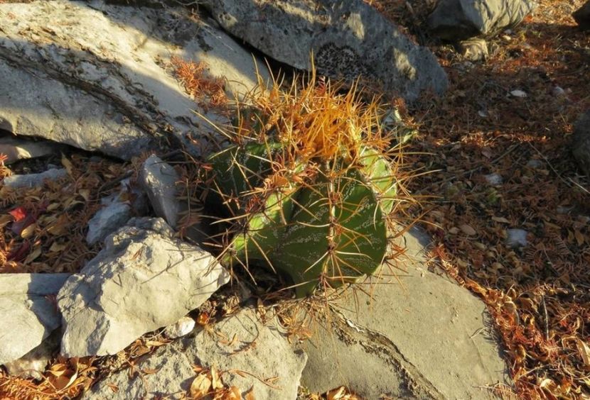  - Astrophytum Ornatum