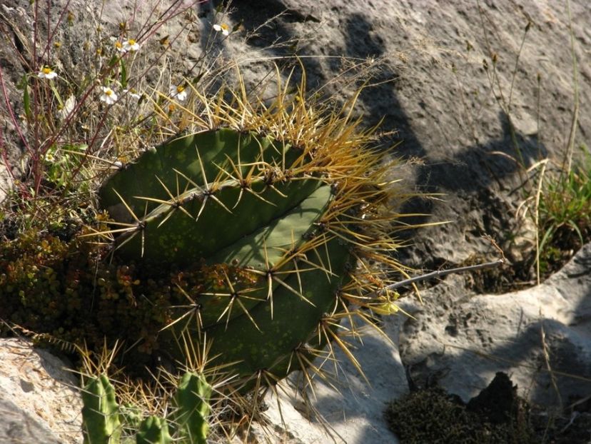  - Astrophytum Ornatum