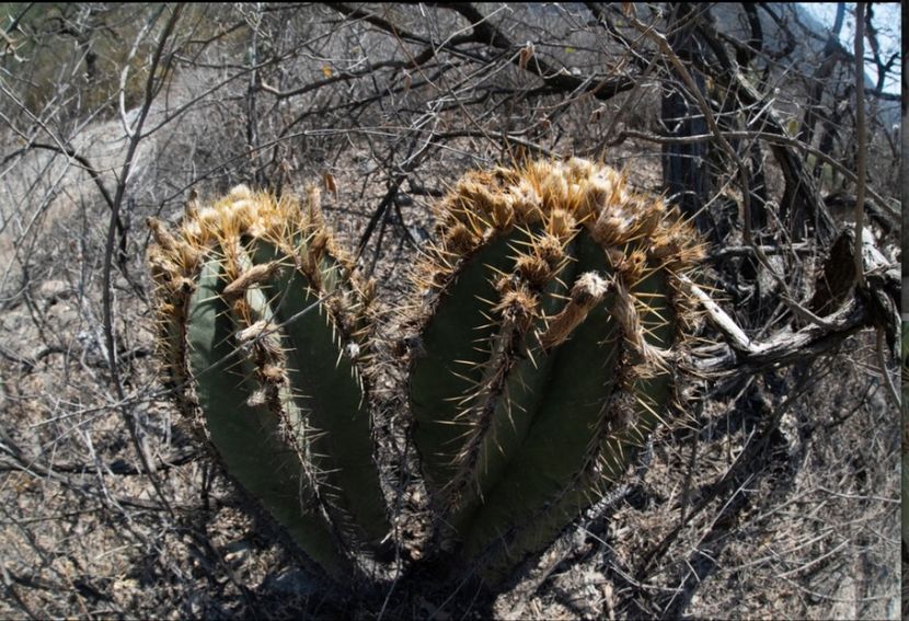  - Astrophytum Ornatum
