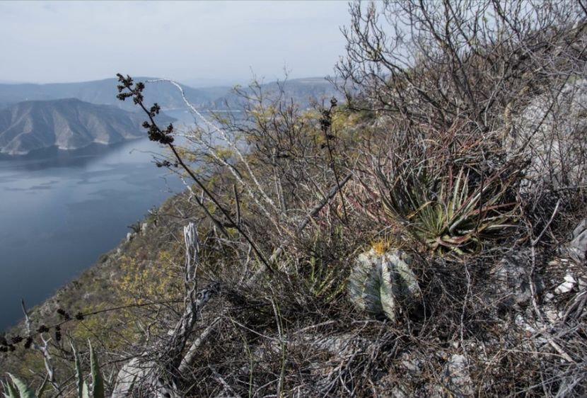  - Astrophytum Ornatum
