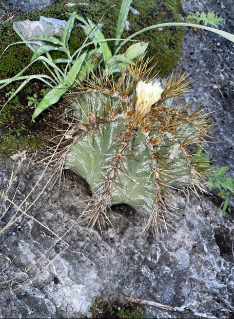  - Astrophytum Ornatum