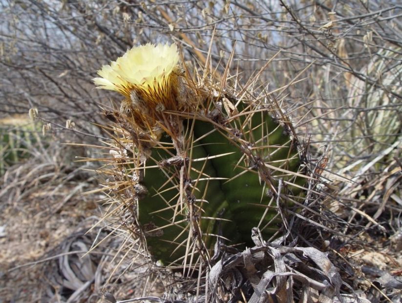  - Astrophytum Ornatum
