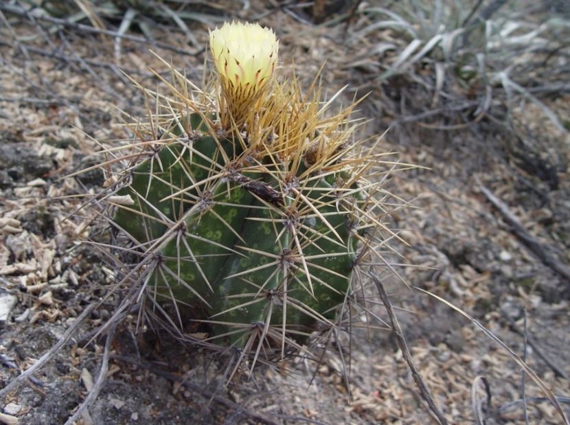  - Astrophytum Ornatum