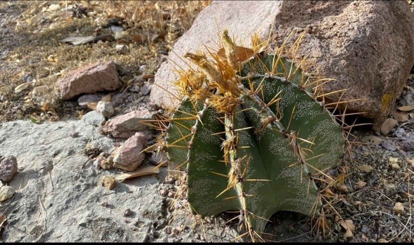  - Astrophytum Ornatum