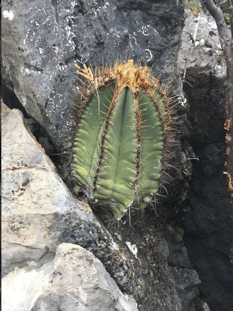  - Astrophytum Ornatum