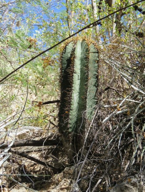  - Astrophytum Ornatum