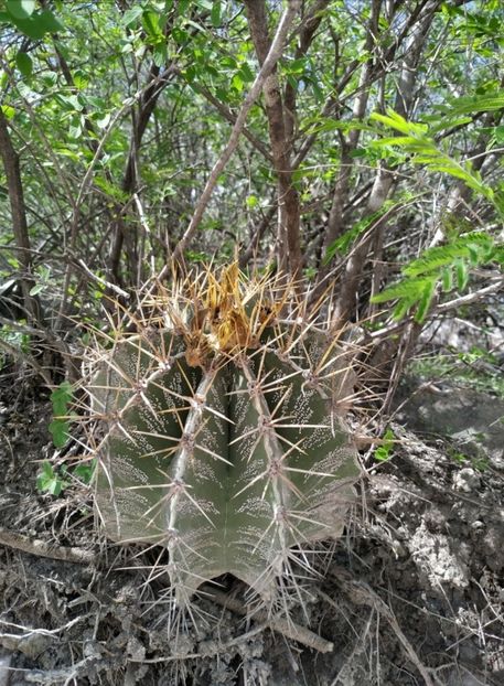  - Astrophytum Ornatum