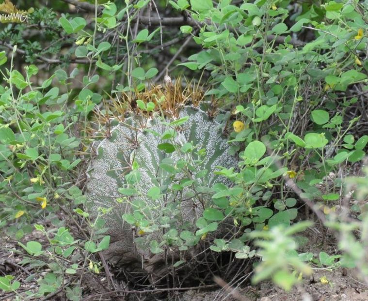  - Astrophytum Ornatum