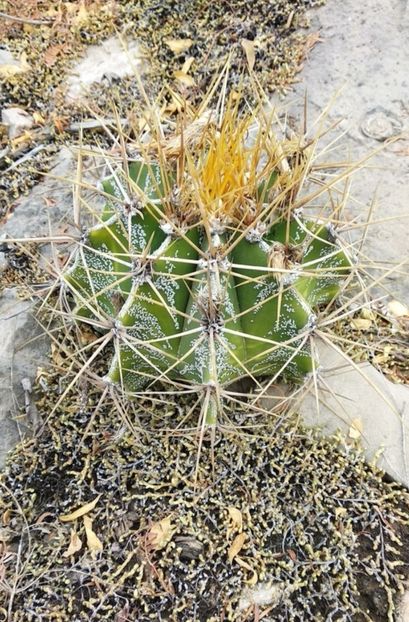  - Astrophytum Ornatum