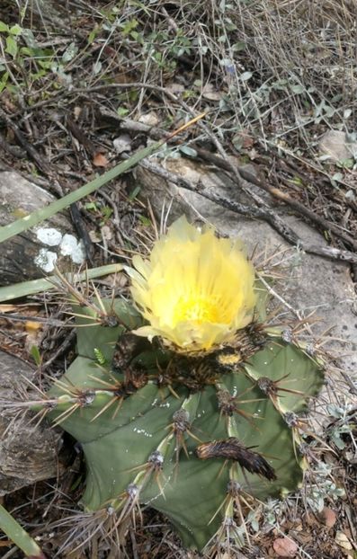  - Astrophytum Ornatum