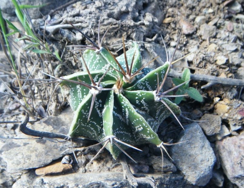  - Astrophytum Ornatum