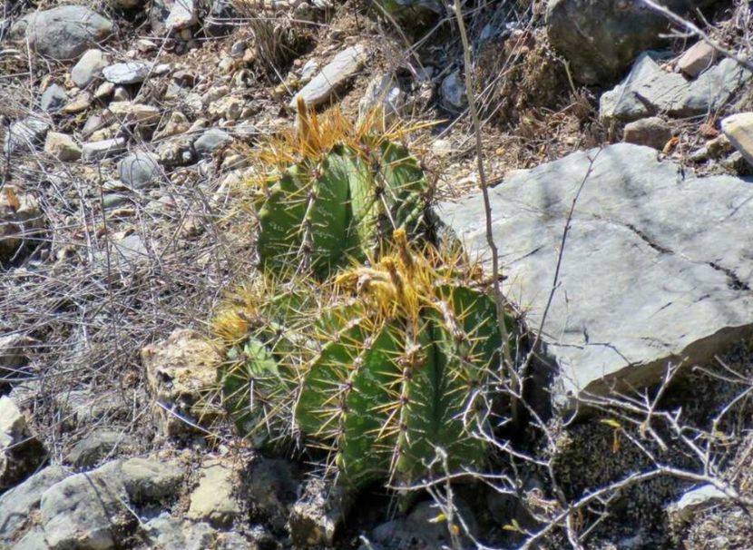  - Astrophytum Ornatum