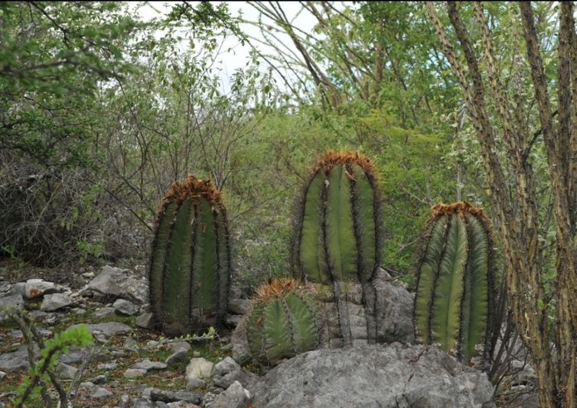  - Astrophytum Ornatum