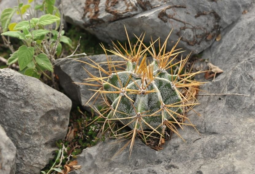  - Astrophytum Ornatum