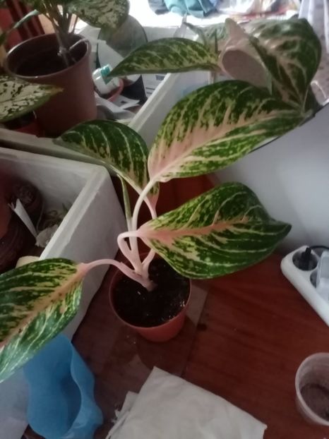  - Aglaonema- varietati