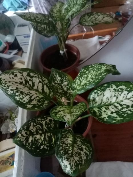  - Aglaonema- varietati