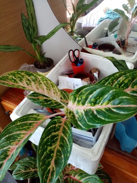  - Aglaonema- varietati