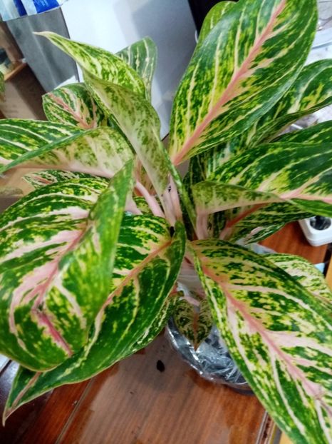  - Aglaonema- varietati