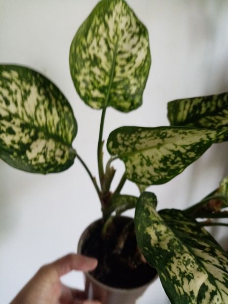  - Aglaonema- varietati