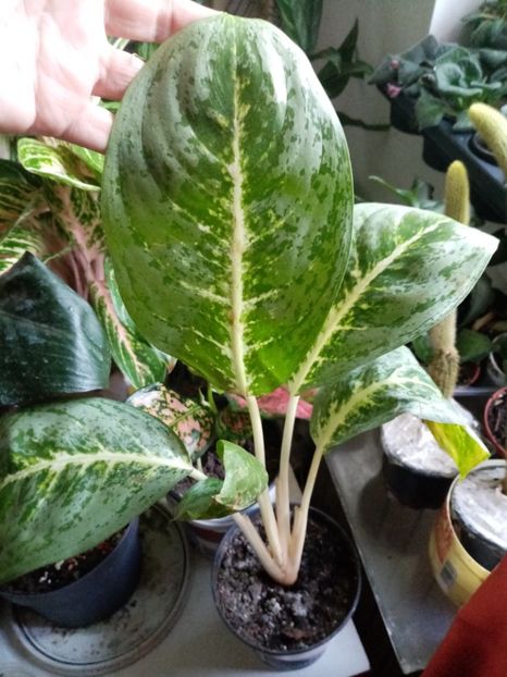  - Aglaonema- varietati