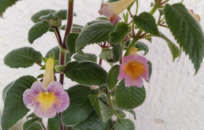  - 2024-VERSUS-MM s Mihail vs MM s Dawn