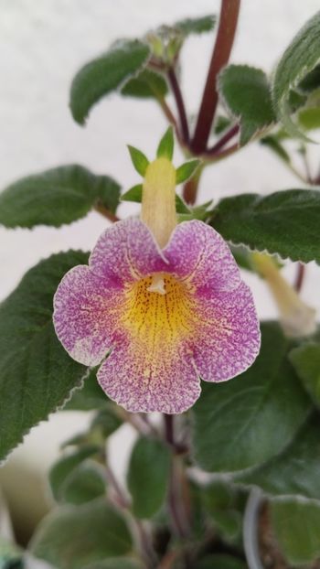 MM s Mihail - 2024-VERSUS-MM s Mihail vs MM s Dawn