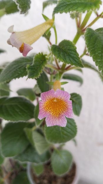 MM s Dawn - 2024-VERSUS-MM s Mihail vs MM s Dawn